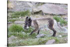 Norway, Svalbard, Longyearbyen, Arctic Fox with Eider Duck Egg-Ellen Goff-Stretched Canvas