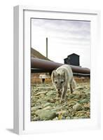 Norway, Svalbard, Longyearbyen. Vulpes Lagopus, Arctic Fox in an Industrial Area of Town-David Slater-Framed Photographic Print