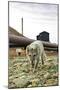 Norway, Svalbard, Longyearbyen. Vulpes Lagopus, Arctic Fox in an Industrial Area of Town-David Slater-Mounted Photographic Print