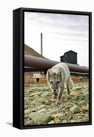 Norway, Svalbard, Longyearbyen. Vulpes Lagopus, Arctic Fox in an Industrial Area of Town-David Slater-Framed Stretched Canvas