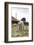 Norway, Svalbard, Longyearbyen. Vulpes Lagopus, Arctic Fox in an Industrial Area of Town-David Slater-Framed Photographic Print