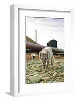 Norway, Svalbard, Longyearbyen. Vulpes Lagopus, Arctic Fox in an Industrial Area of Town-David Slater-Framed Photographic Print