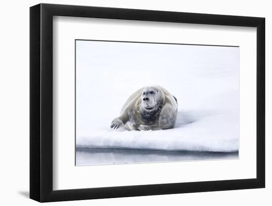 Norway, Svalbard, Pack Ice, Bearded Seal on Ice-Ellen Goff-Framed Photographic Print