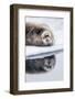 Norway, Svalbard, Pack Ice, Bearded Seal on Ice-Ellen Goff-Framed Photographic Print