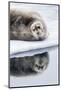 Norway, Svalbard, Pack Ice, Bearded Seal on Ice-Ellen Goff-Mounted Photographic Print