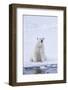 Norway, Svalbard, Pack Ice, Female Polar Bear-Ellen Goff-Framed Photographic Print