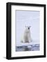 Norway, Svalbard, Pack Ice, Female Polar Bear-Ellen Goff-Framed Photographic Print