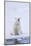 Norway, Svalbard, Pack Ice, Female Polar Bear-Ellen Goff-Mounted Photographic Print