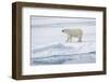 Norway, Svalbard, Pack Ice, Female Polar Bear-Ellen Goff-Framed Photographic Print