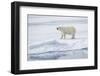 Norway, Svalbard, Pack Ice, Female Polar Bear-Ellen Goff-Framed Photographic Print