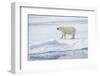 Norway, Svalbard, Pack Ice, Female Polar Bear-Ellen Goff-Framed Photographic Print