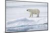 Norway, Svalbard, Pack Ice, Female Polar Bear-Ellen Goff-Mounted Photographic Print