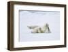 Norway, Svalbard, Pack Ice, Polar Bear Rolling to Clean Fur-Ellen Goff-Framed Photographic Print