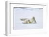 Norway, Svalbard, Pack Ice, Polar Bear Rolling to Clean Fur-Ellen Goff-Framed Photographic Print