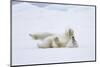 Norway, Svalbard, Pack Ice, Polar Bear Rolling to Clean Fur-Ellen Goff-Mounted Photographic Print