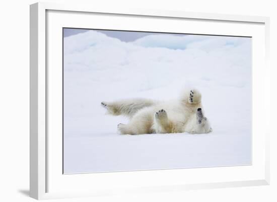 Norway, Svalbard, Pack Ice, Polar Bear Rolling to Clean Fur-Ellen Goff-Framed Photographic Print