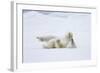 Norway, Svalbard, Pack Ice, Polar Bear Rolling to Clean Fur-Ellen Goff-Framed Photographic Print