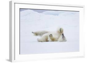 Norway, Svalbard, Pack Ice, Polar Bear Rolling to Clean Fur-Ellen Goff-Framed Photographic Print