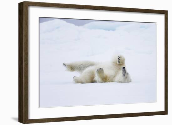 Norway, Svalbard, Pack Ice, Polar Bear Rolling to Clean Fur-Ellen Goff-Framed Photographic Print