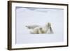 Norway, Svalbard, Pack Ice, Polar Bear Rolling to Clean Fur-Ellen Goff-Framed Photographic Print