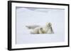 Norway, Svalbard, Pack Ice, Polar Bear Rolling to Clean Fur-Ellen Goff-Framed Photographic Print