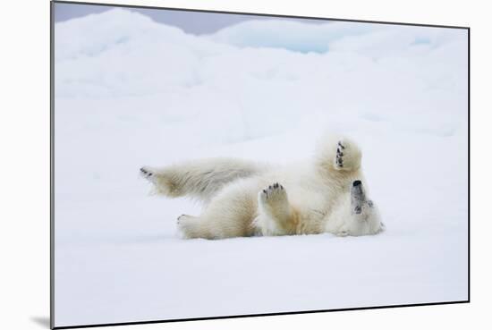 Norway, Svalbard, Pack Ice, Polar Bear Rolling to Clean Fur-Ellen Goff-Mounted Photographic Print