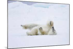 Norway, Svalbard, Pack Ice, Polar Bear Rolling to Clean Fur-Ellen Goff-Mounted Photographic Print