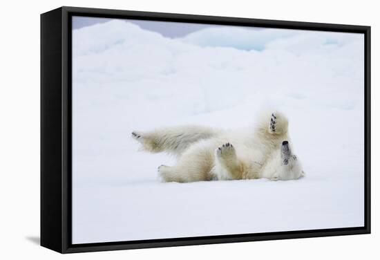 Norway, Svalbard, Pack Ice, Polar Bear Rolling to Clean Fur-Ellen Goff-Framed Stretched Canvas