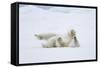 Norway, Svalbard, Pack Ice, Polar Bear Rolling to Clean Fur-Ellen Goff-Framed Stretched Canvas