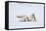 Norway, Svalbard, Pack Ice, Polar Bear Rolling to Clean Fur-Ellen Goff-Framed Stretched Canvas