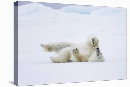 Norway, Svalbard, Pack Ice, Polar Bear Rolling to Clean Fur-Ellen Goff-Stretched Canvas