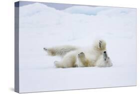 Norway, Svalbard, Pack Ice, Polar Bear Rolling to Clean Fur-Ellen Goff-Stretched Canvas