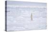 Norway, Svalbard, Pack Ice, Polar Bear Standing-Ellen Goff-Stretched Canvas