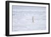 Norway, Svalbard, Pack Ice, Polar Bear Standing-Ellen Goff-Framed Photographic Print