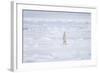 Norway, Svalbard, Pack Ice, Polar Bear Standing-Ellen Goff-Framed Photographic Print