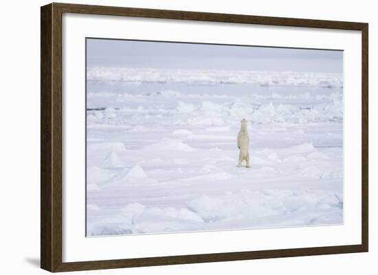 Norway, Svalbard, Pack Ice, Polar Bear Standing-Ellen Goff-Framed Photographic Print