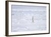 Norway, Svalbard, Pack Ice, Polar Bear Standing-Ellen Goff-Framed Photographic Print