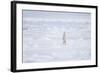 Norway, Svalbard, Pack Ice, Polar Bear Standing-Ellen Goff-Framed Photographic Print