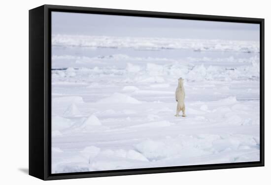 Norway, Svalbard, Pack Ice, Polar Bear Standing-Ellen Goff-Framed Stretched Canvas