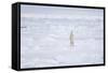 Norway, Svalbard, Pack Ice, Polar Bear Standing-Ellen Goff-Framed Stretched Canvas