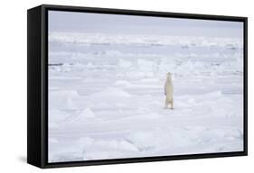 Norway, Svalbard, Pack Ice, Polar Bear Standing-Ellen Goff-Framed Stretched Canvas