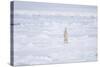 Norway, Svalbard, Pack Ice, Polar Bear Standing-Ellen Goff-Stretched Canvas