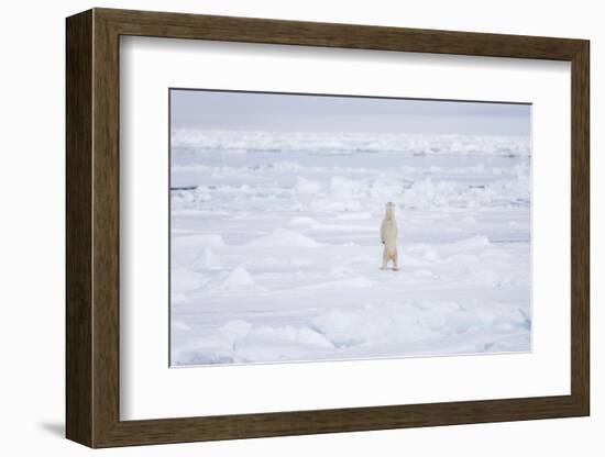 Norway, Svalbard, Pack Ice, Polar Bear Standing-Ellen Goff-Framed Photographic Print