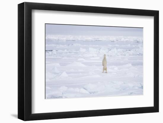 Norway, Svalbard, Pack Ice, Polar Bear Standing-Ellen Goff-Framed Photographic Print