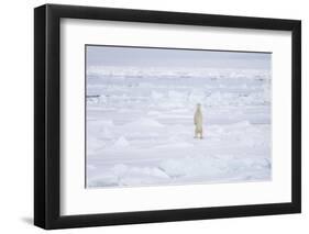 Norway, Svalbard, Pack Ice, Polar Bear Standing-Ellen Goff-Framed Photographic Print