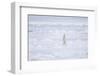 Norway, Svalbard, Pack Ice, Polar Bear Standing-Ellen Goff-Framed Photographic Print