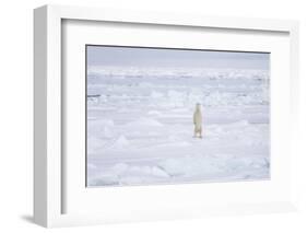 Norway, Svalbard, Pack Ice, Polar Bear Standing-Ellen Goff-Framed Photographic Print