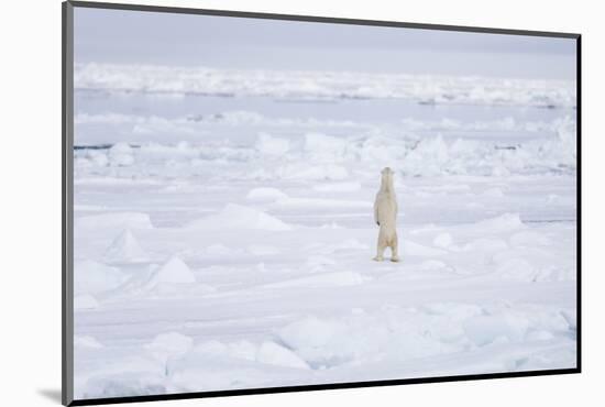 Norway, Svalbard, Pack Ice, Polar Bear Standing-Ellen Goff-Mounted Photographic Print