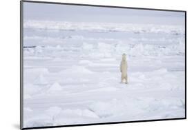 Norway, Svalbard, Pack Ice, Polar Bear Standing-Ellen Goff-Mounted Photographic Print