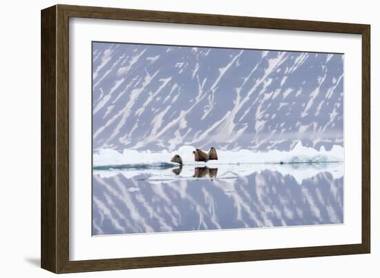 Norway, Svalbard, Pack Ice, Walrus on Ice Floes-Ellen Goff-Framed Photographic Print